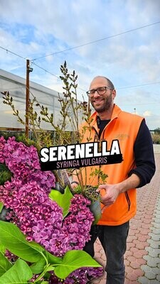 SERENELLA