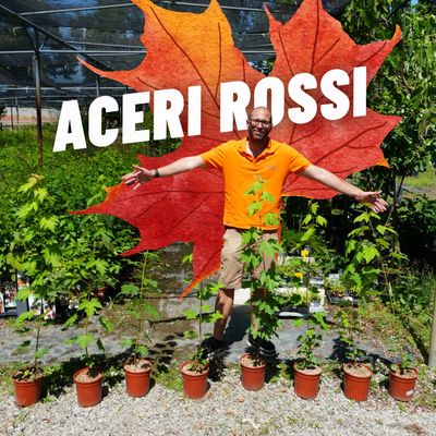ACERI ROSSI