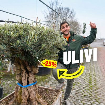 ULIVI -25%