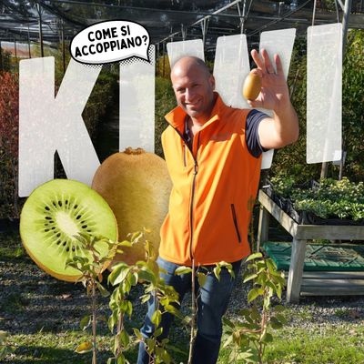 KIWI