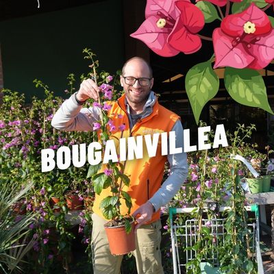 BOUGANVILLEA