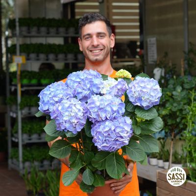 ORTENSIE