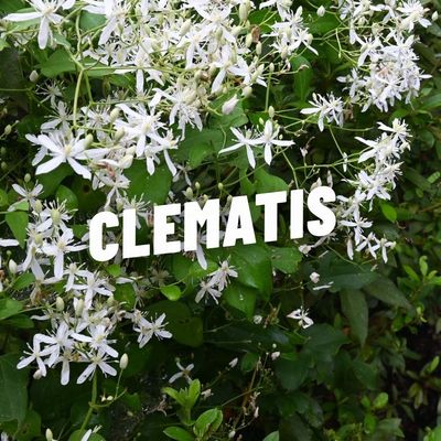 CLEMATIDI