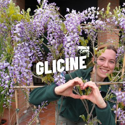GLICINE