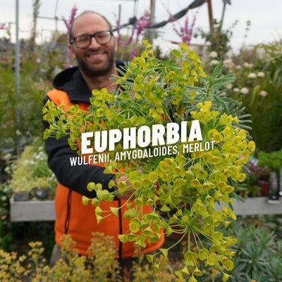 EUPHORBIA WULFENII, AMYGDALOIDES, MERLOT