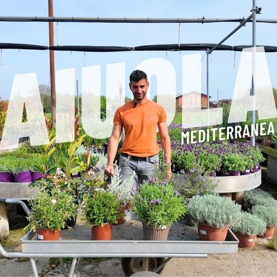 AIUOLA MEDITERRANEA
