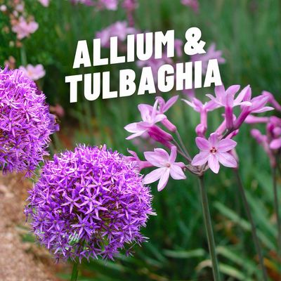 ALLIUM E TULBAGHIA