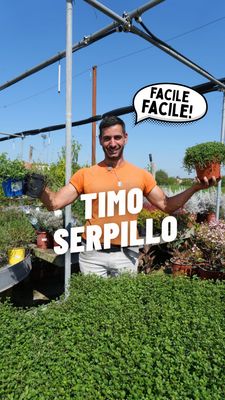 TIMO SERPILLO