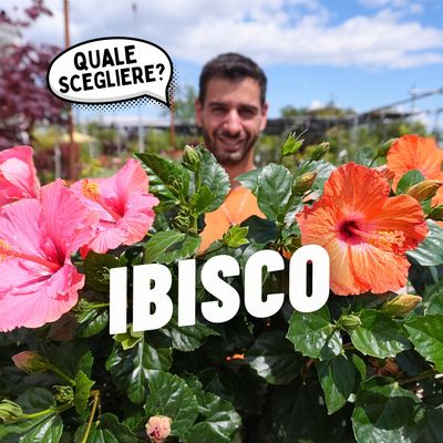 IBISCO