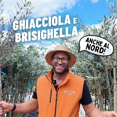 ULIVO GHIACCIOLA E BRISIGHELLA