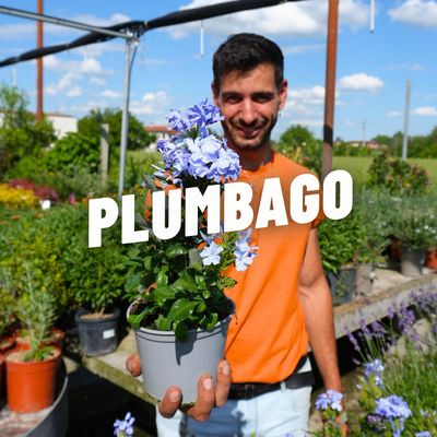 PLUMBAGO