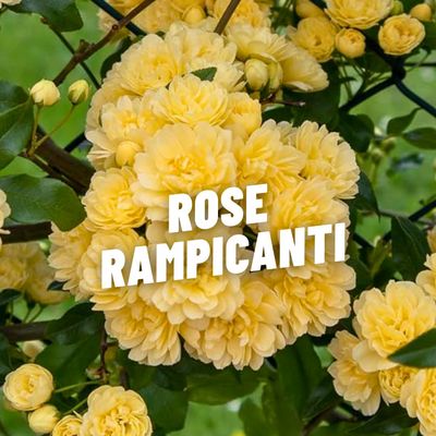 ROSE RAMPICANTI