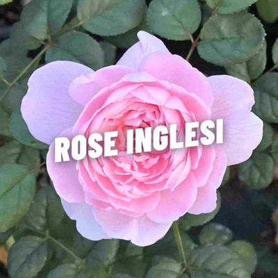 ROSE INGLESI