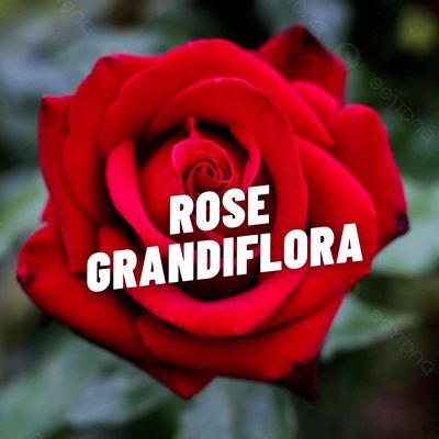 ROSE GRANDIFLORA