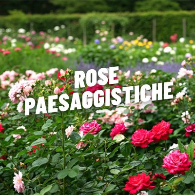 ROSE PAESAGGISTICHE