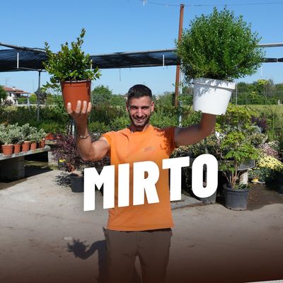 MIRTO