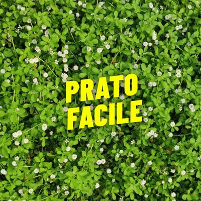 PRATO FACILE
