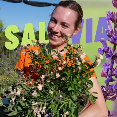 SALVIA ORNAMENTALE