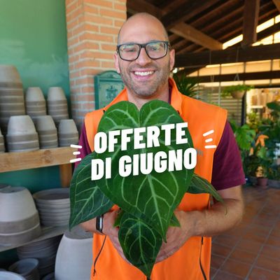 OFFERTE DI GIUGNO