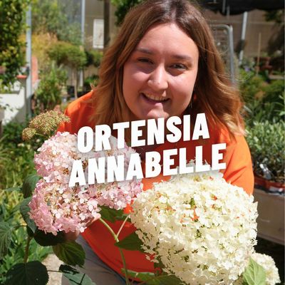 ORTENSIA ANNABELLE