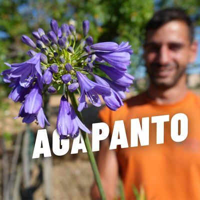 AGAPANTO