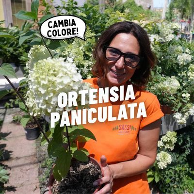 ORTENSIA PANICULATA