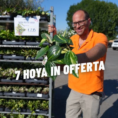 7 HOYA IN OFFERTA