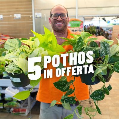 5 POTHOS IN OFFERTA