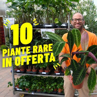10 PIANTE RARE IN OFFERTA