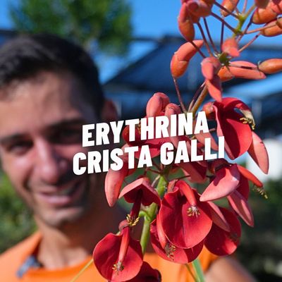 ERYTHRINA CRISTA GALLI