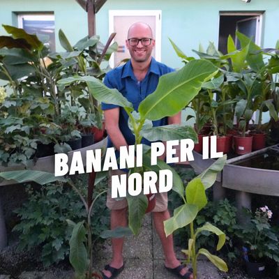 BANANI PER IL NORD