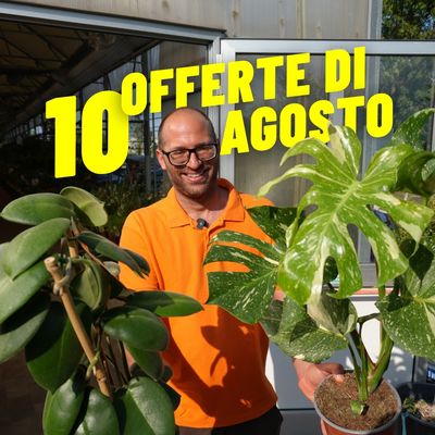 OFFERTE DI AGOSTO