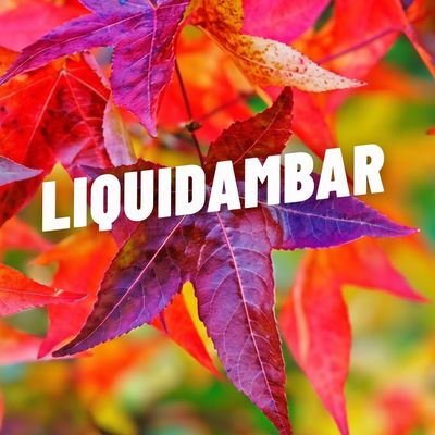 LIQUIDAMBAR