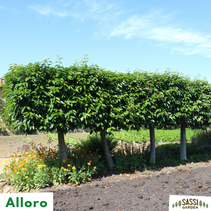 Alloro, Laurus Nobilis - vaso Ø 18 cm, h 90-100 cm