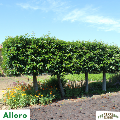 Alloro, Laurus Nobilis - vaso Ø 18 cm, h 90-100 cm