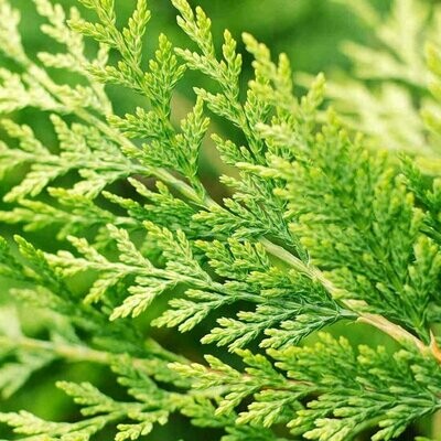 Cipresso Leyland, Cupressocyparis leylandii - vaso Ø24 cm h 120/130