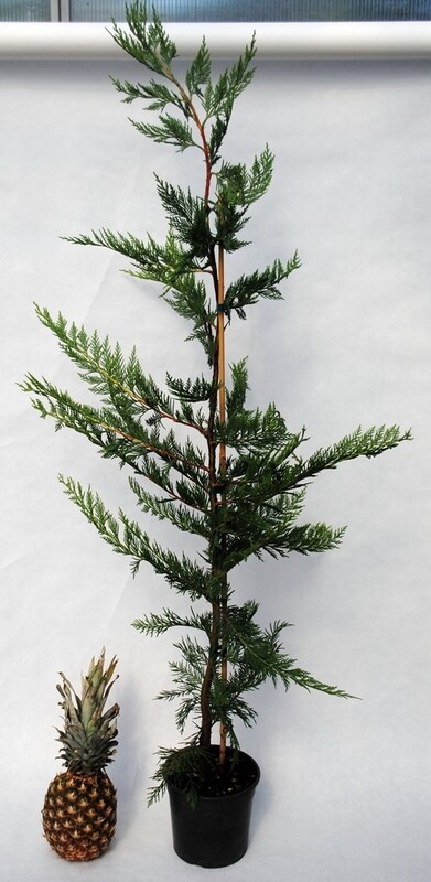 Cipresso Leyland, Cupressocyparis leylandii - vaso Ø24 cm h 120/130
