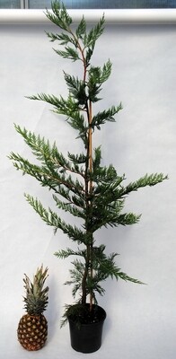 Cipresso Leyland, Cupressocyparis leylandii - vaso Ø24 cm h 120/130