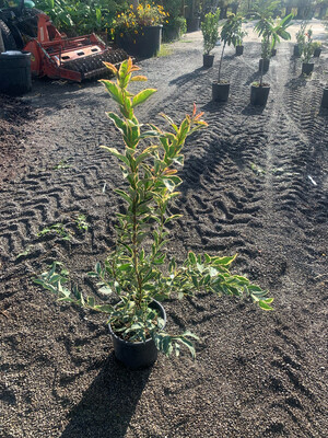 Ligustrum japonicum 'Variegata', Ligustro - vaso Ø24 cm