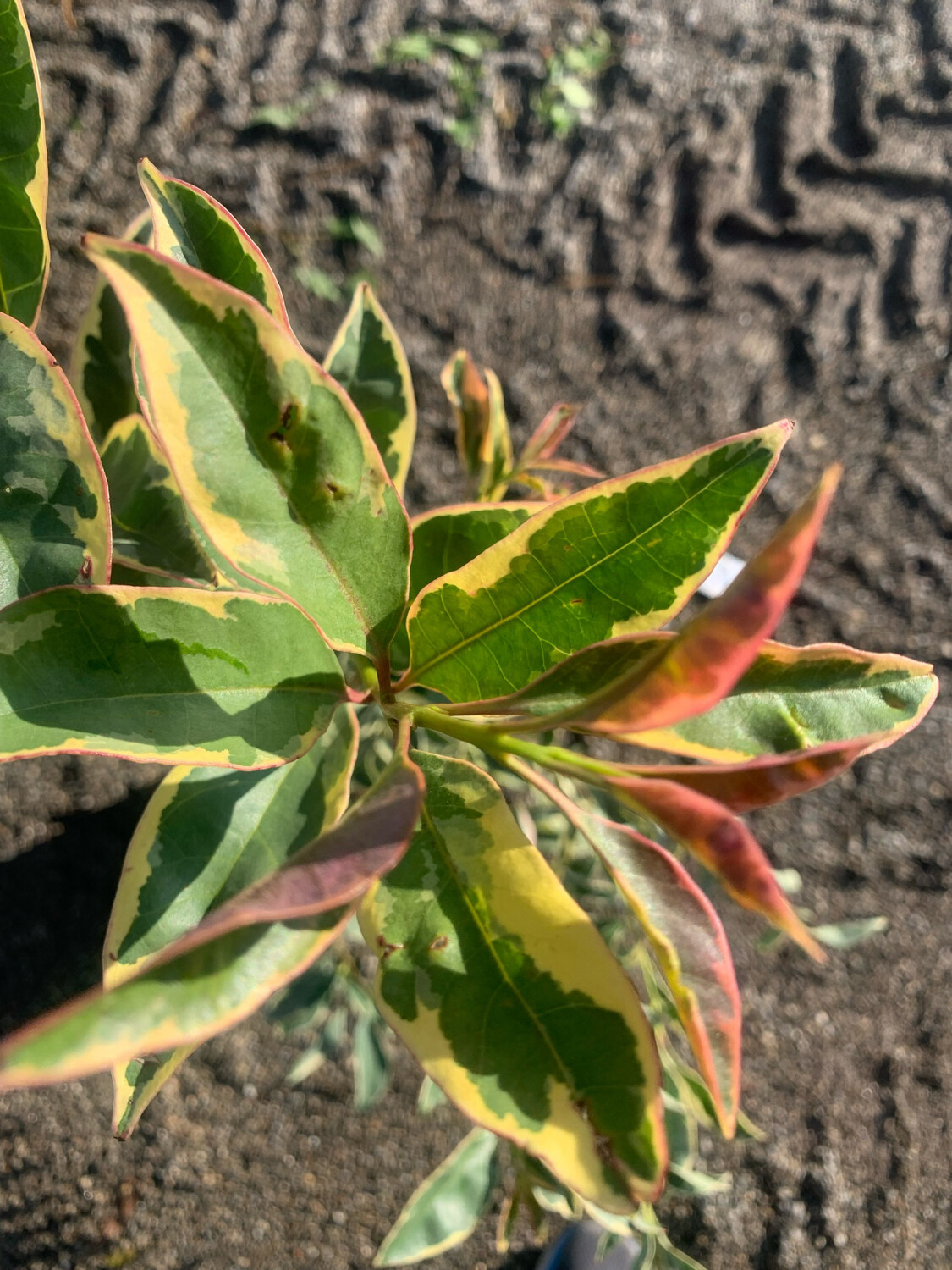 Ligustrum japonicum 'Variegata', Ligustro - vaso Ø24 cm Ligustrum japonicum 'Variegata', Ligustro - vaso Ø24 cm