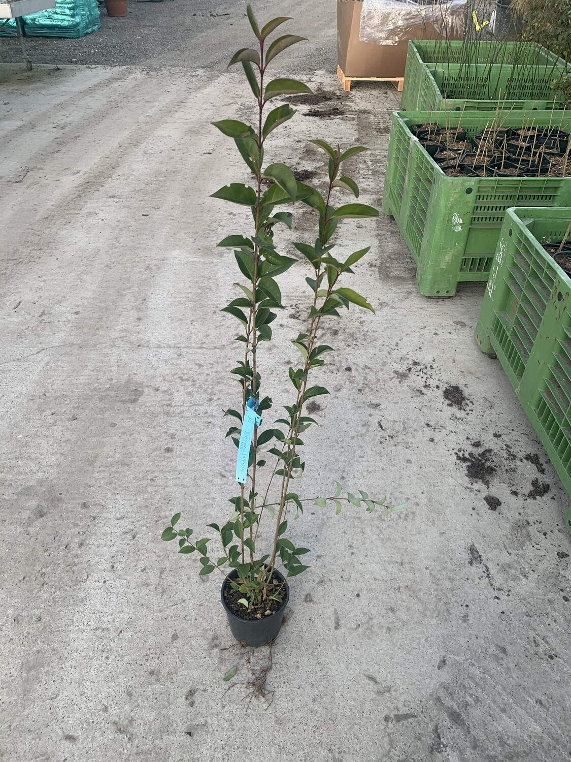 Ligustrum japonicum - Ligustro - vaso Ø18 cm scd
