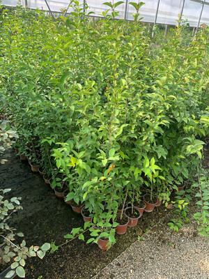 Ligustro, Ligustrum japonicum - vaso Ø18 cm