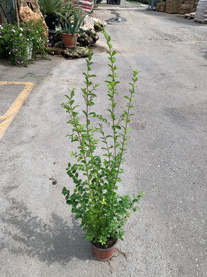 Ligustro Sinensis (martelletto) Ligustrum Sinense - vaso Ø15 cm