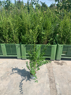 Ligustro Sinensis (martelletto) Ligustrum Sinense - vaso Ø15 cm