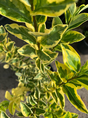 Ligustrum ovalifolium ' Aurea ' - Ligustro dorato - vaso 24 Ligustrum ovalifolium ' Aurea ' - Ligustro dorato - vaso 24