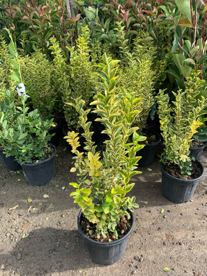 Ligustrum ovalifolium ' Aurea ' - Ligustro dorato - vaso 24