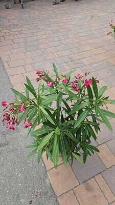 Oleandro, Nerium Oleander - vaso Ø18 cm