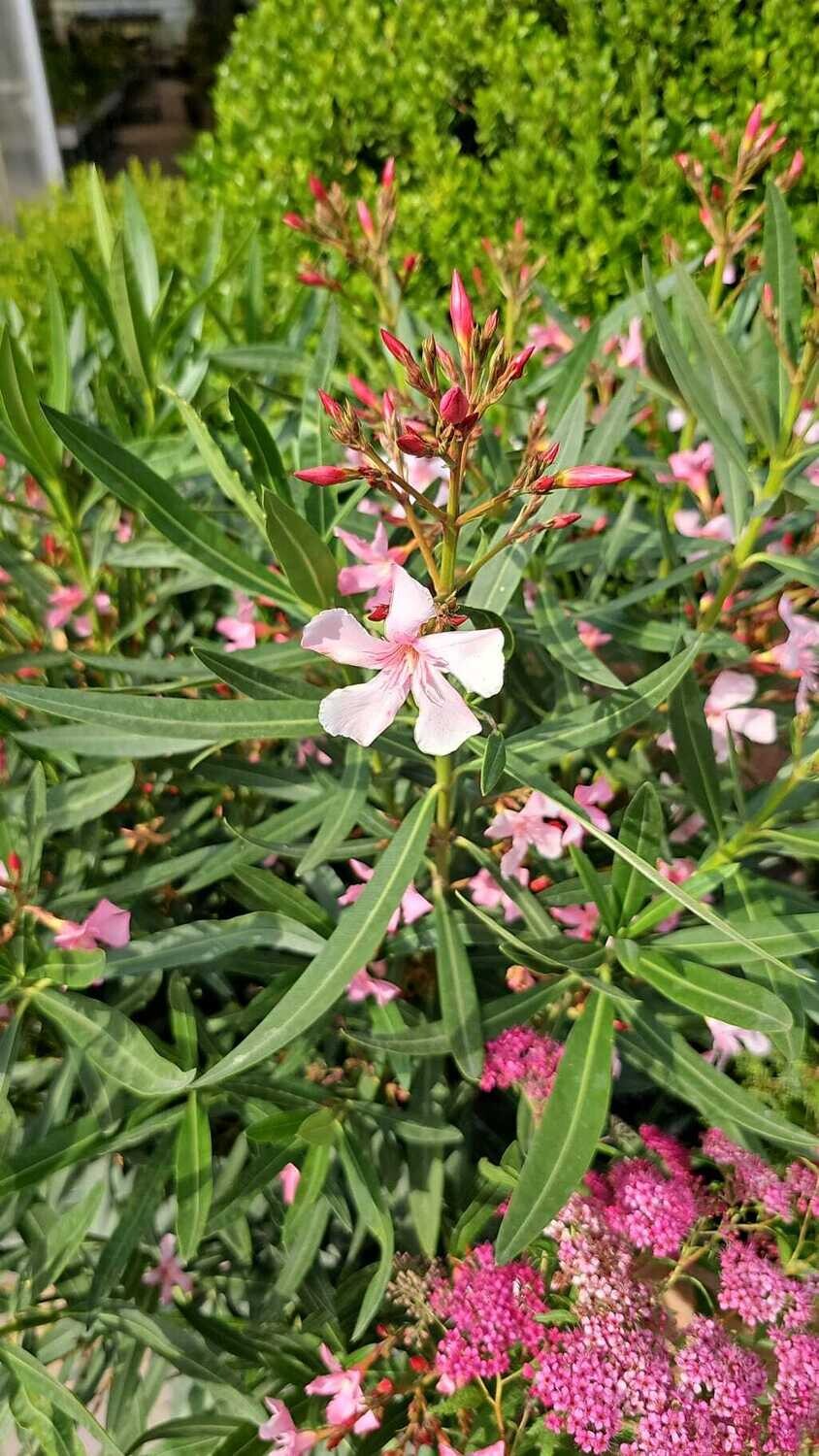Oleandro, Nerium Oleander - vaso Ø18 cm Oleandro, Nerium Oleander - vaso Ø18 cm