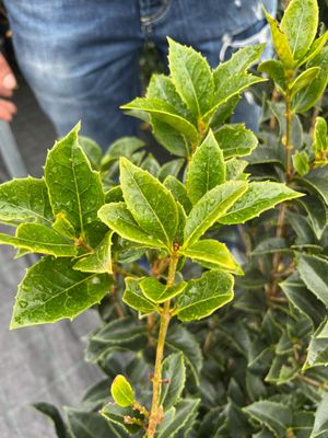 Osmanthus aquifolium - vaso Ø24 cm, h 110 cm Osmanthus aquifolium - vaso Ø24 cm, h 110 cm