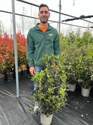 Osmanthus aquifolium - vaso Ø24 cm, h 110 cm